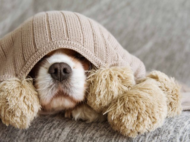 Sick Dog